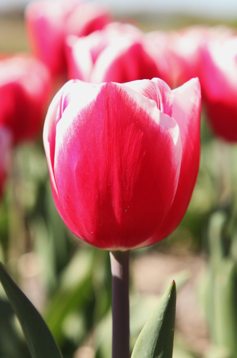 Tulip - Timeless