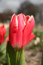 Tulip - Pirand Emperor