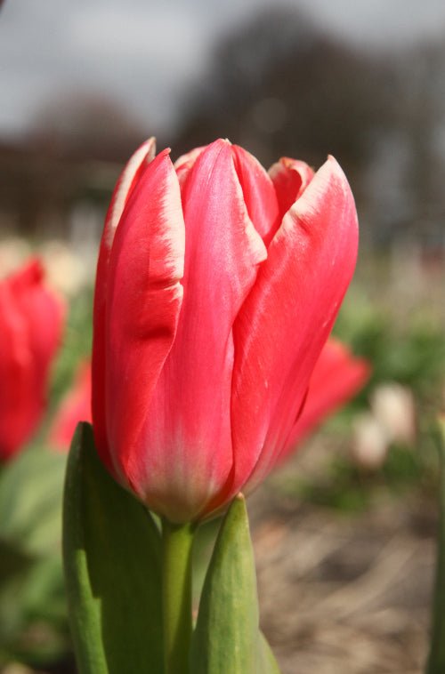 Tulip - Pirand Emperor