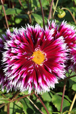 Dahlia - Alauna Clair Obscur