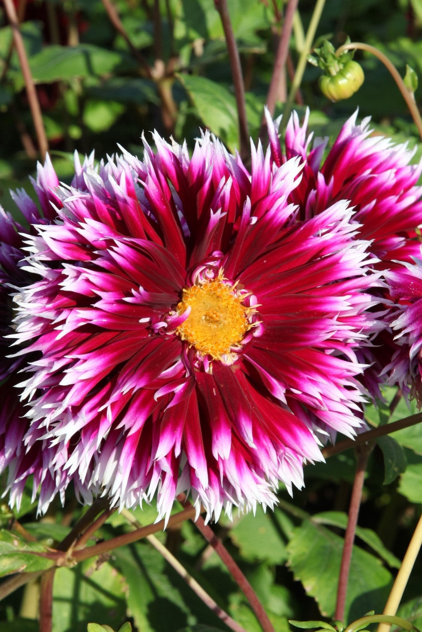 Dahlia - Alauna Clair Obscur