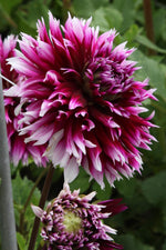 Dahlia - Alauna Clair Obscur