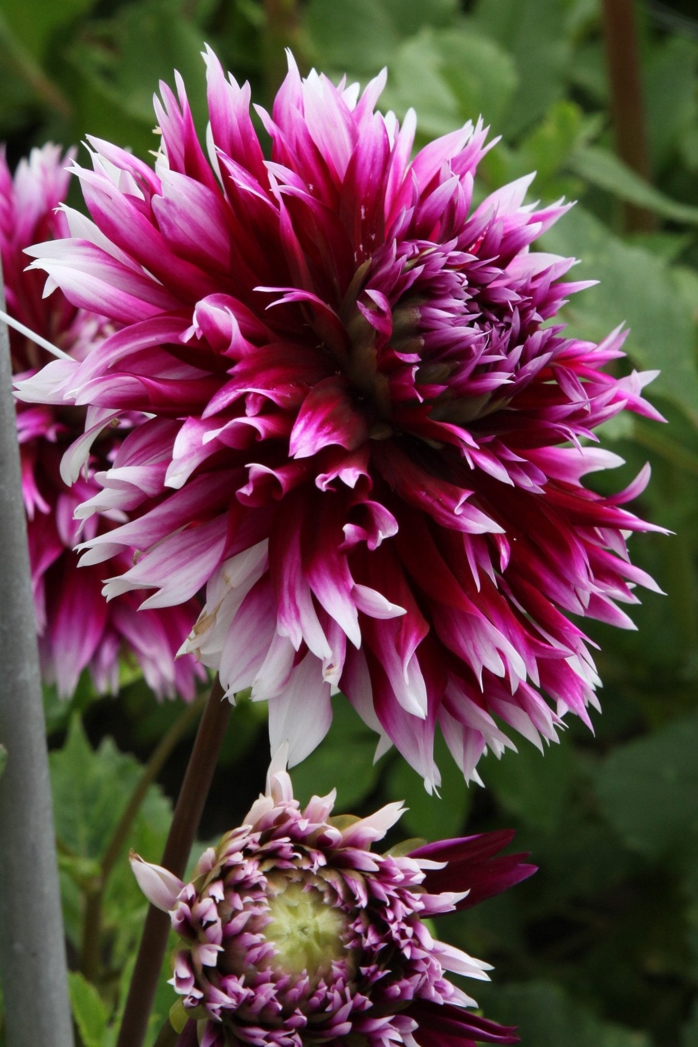 Dahlia - Alauna Clair Obscur