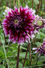 Dahlia - Alauna Clair Obscur