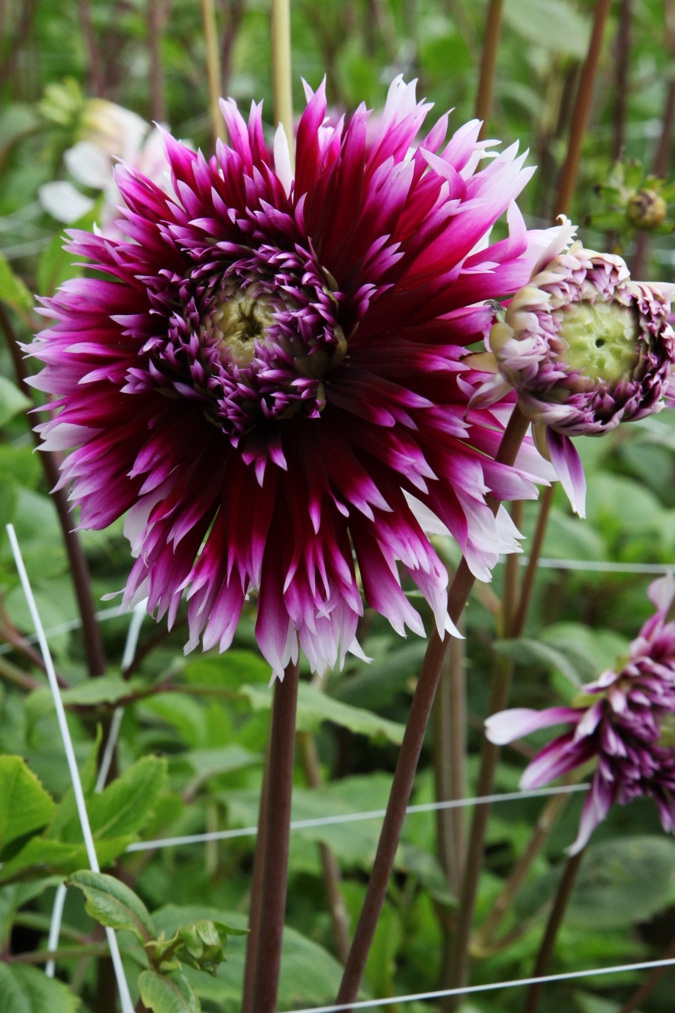 Dahlia - Alauna Clair Obscur