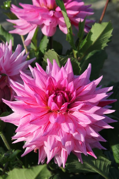 Dahlia - American Dream