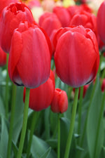 Tulip - Red Pride