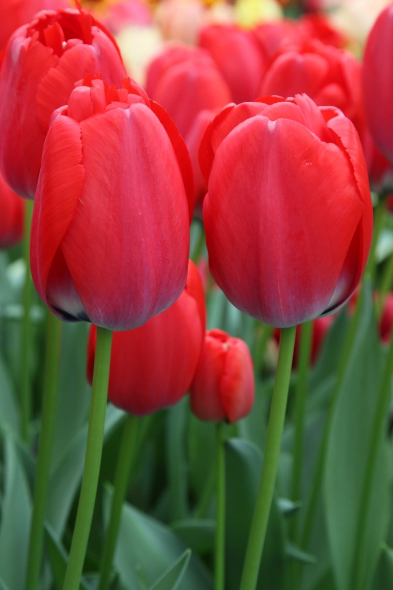 Tulip - Red Pride