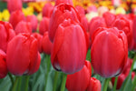 Tulip - Red Pride