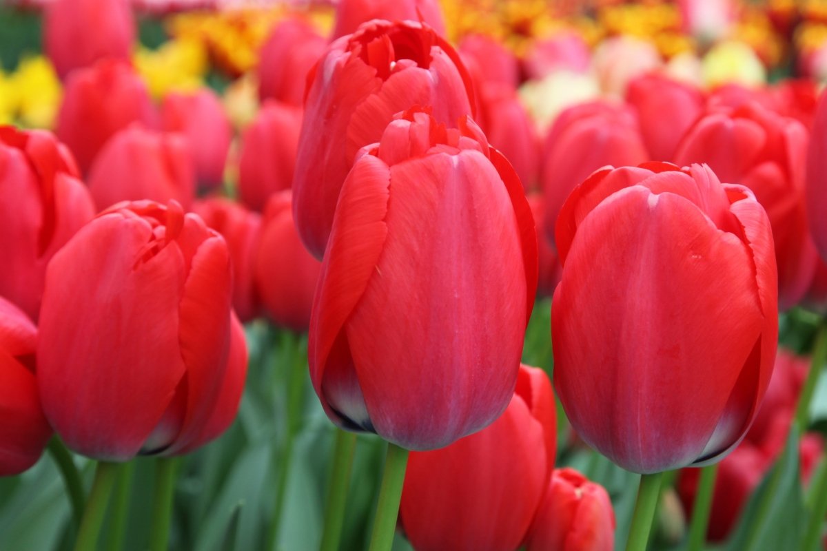 Tulip - Red Pride