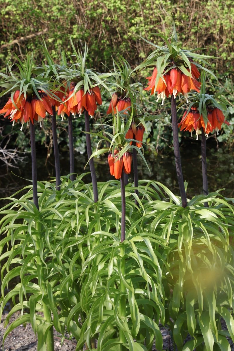 Fritillaria - Rubra