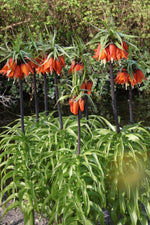 Fritillaria - Rubra