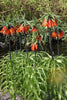 Fritillaria - Rubra