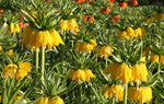 Fritillaria_ - Lutea Early Sensation