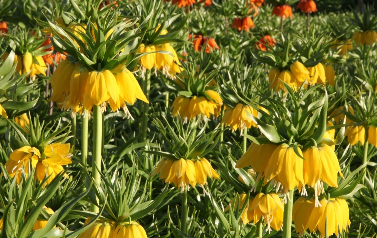 Fritillaria_ - Lutea Early Sensation