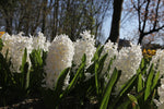 Hyacinth - Carnegie