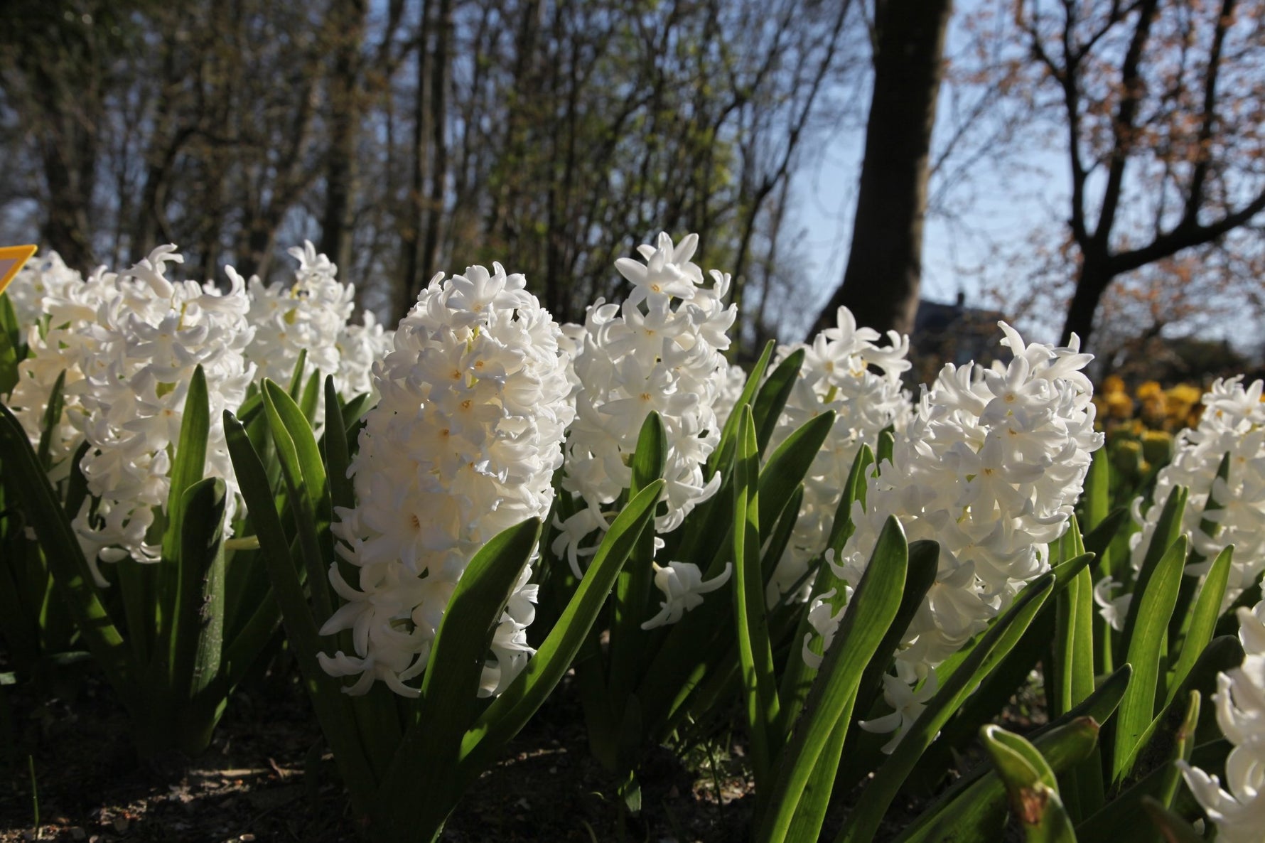Hyacinth - Carnegie