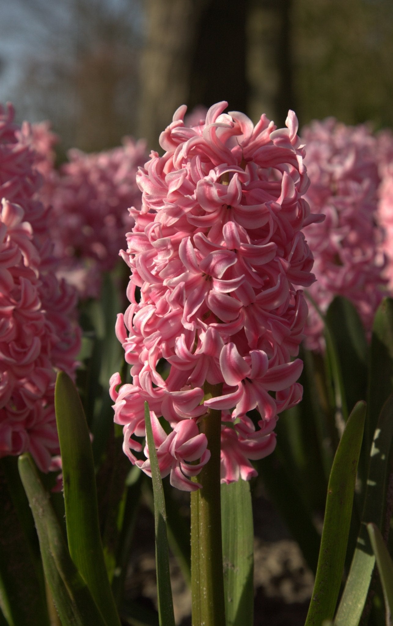 Hyacinth - Fondant