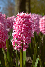 Hyacinth - Fondant