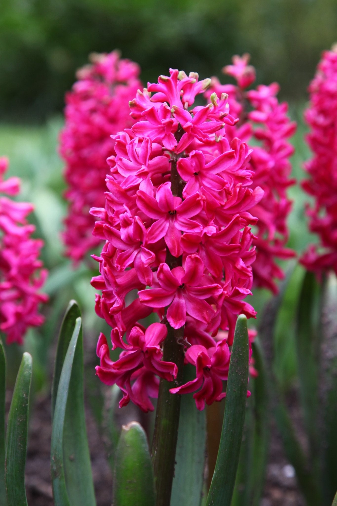 Hyacinth - Jan Bos