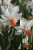 Daffodil - Cha - Cha