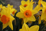 Daffodil - Bright Corsage