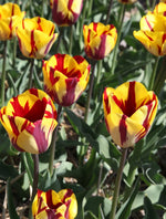 Tulip - Helmar