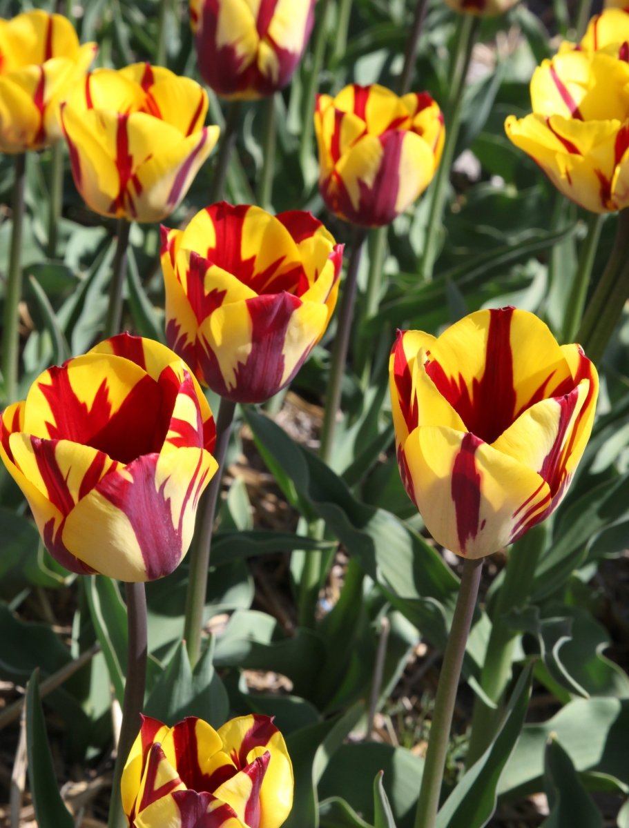 Tulip - Helmar