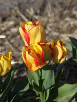 Tulip - Outbreak