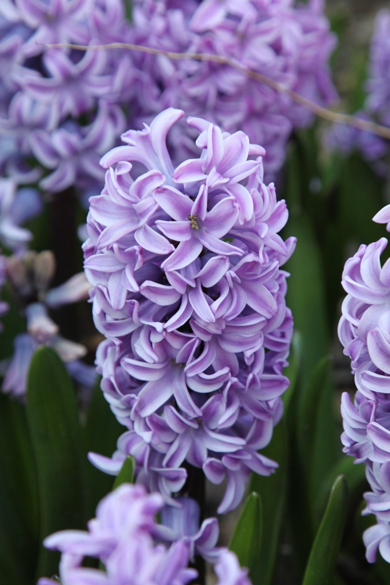 Hyacinth - Splendid Cornelia