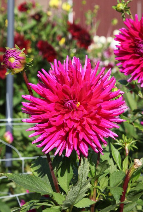 Dahlia - Purple Gem