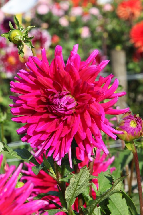 Dahlia - Purple Gem