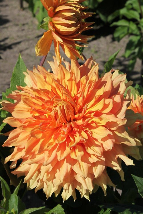 Dahlia - Ben Huston