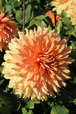 Dahlia - Ben Huston