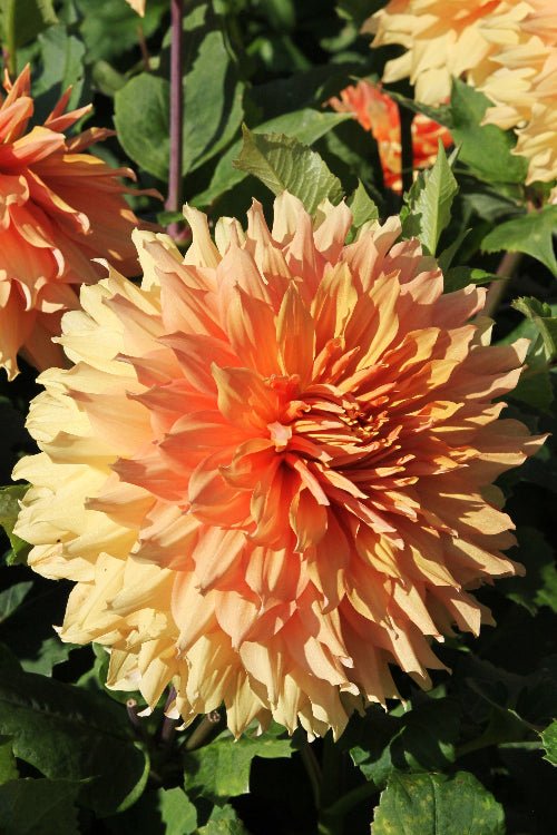 Dahlia - Ben Huston