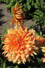 Dahlia - Ben Huston