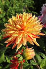 Dahlia - Striped Vulcan