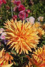 Dahlia - Striped Vulcan