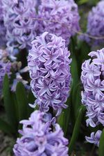 Hyacinth - Splendid Cornelia