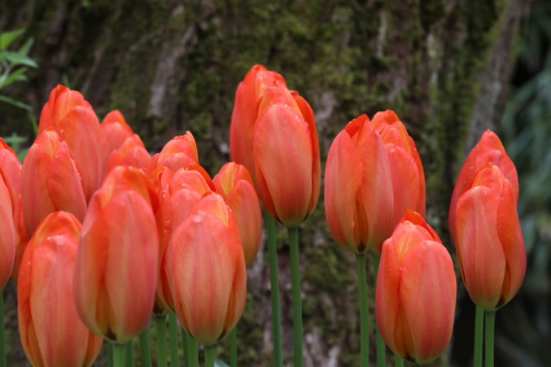 Group of stunning darwin hybrid tulips, called orange balloon on strong stems