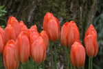 Tulip - Orange Balloon