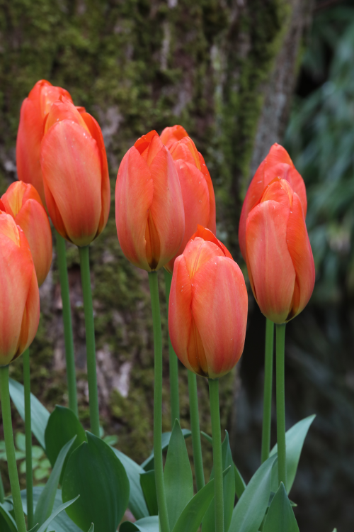 Group of Darwin hybrid tulips orange balloon with a green background