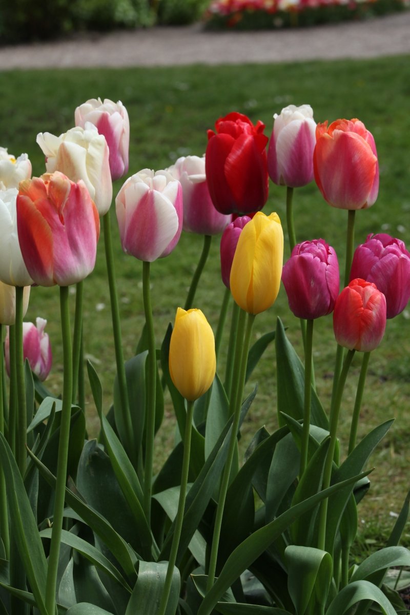 Tulip - Mixed Darwin Hybrid
