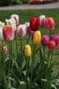 A vibrant bouquet of mixed Darwin Hybrid tulips in full bloom