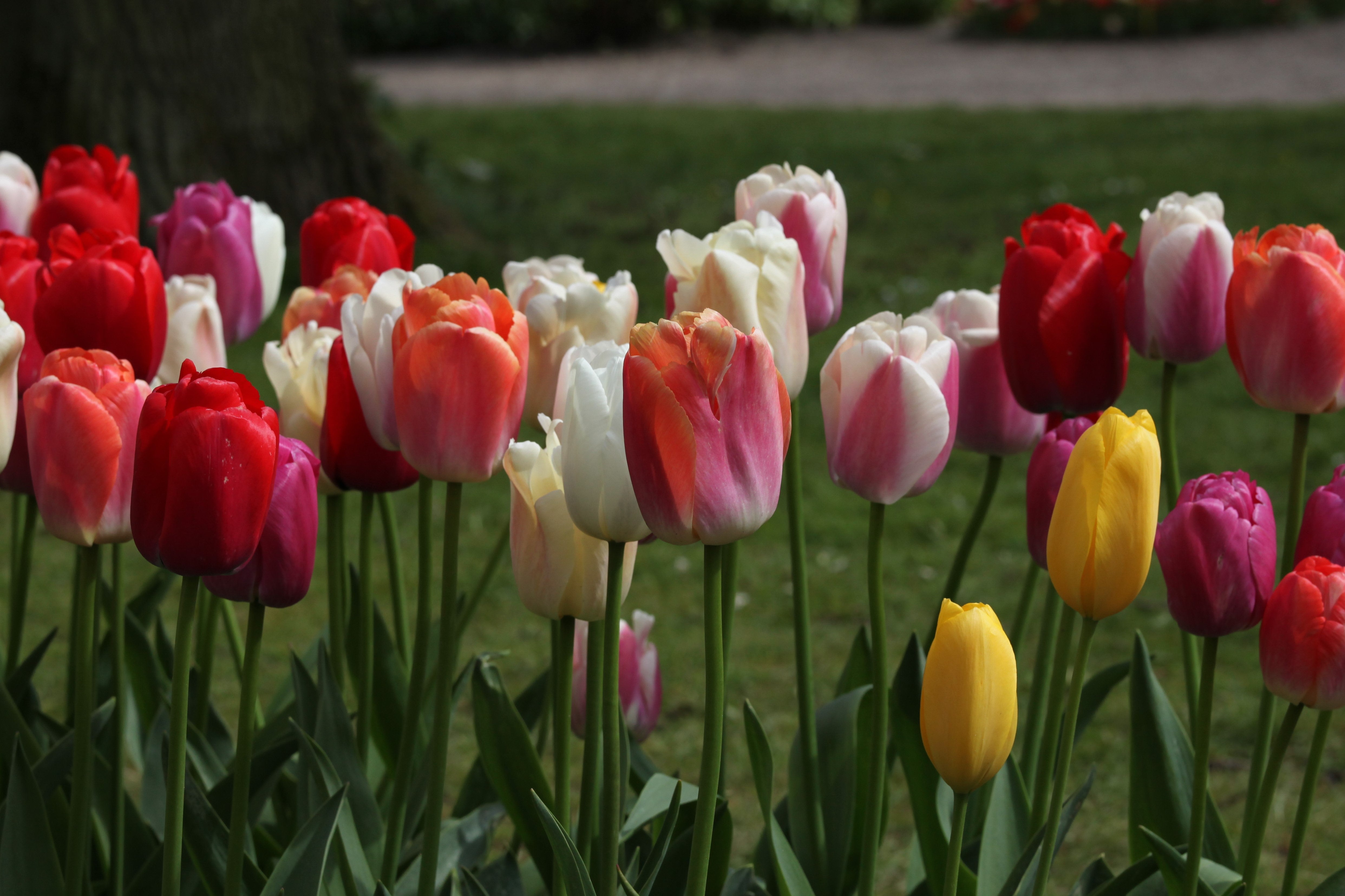 A captivating display of mixed Darwin Hybrid tulips, a celebration of colors