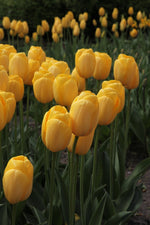 Tulip - Novi Sun