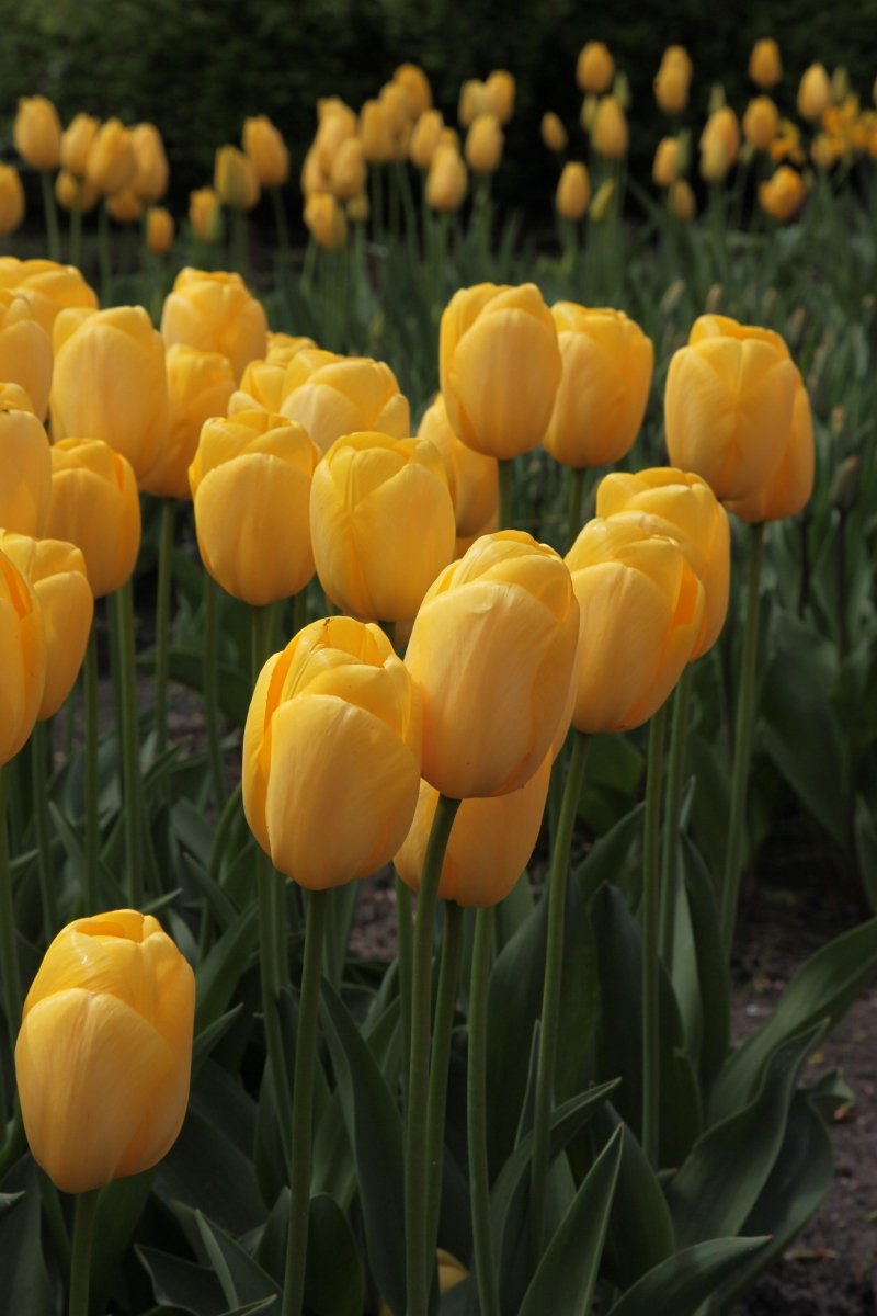 Tulip - Novi Sun