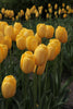 Group of Darwin hybrid tulips Novi Sun, with golden yellow blooms