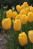 A vibrant golden yellow Darwin hybrid tulip named Novi Sun