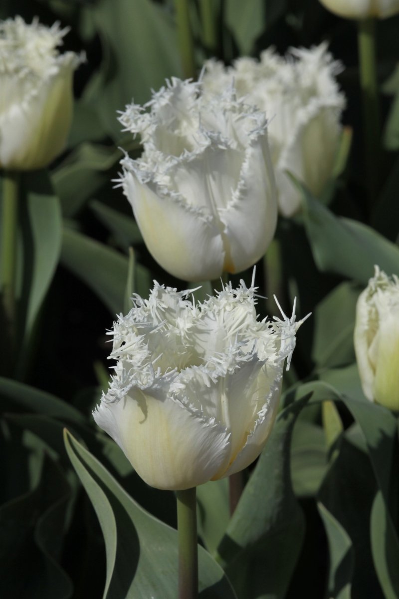 Tulip - North Pole